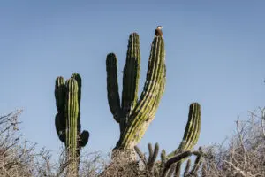 picture of cactus