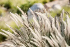 picture of wheat flowers