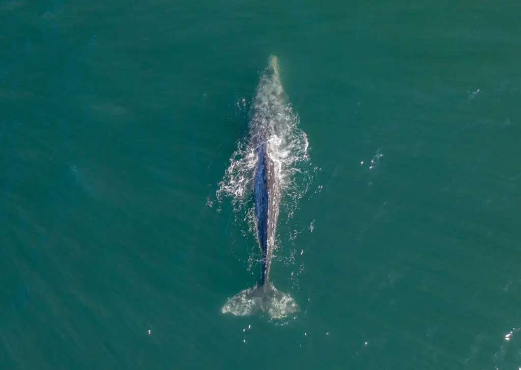 Picture of the big fish in a sea