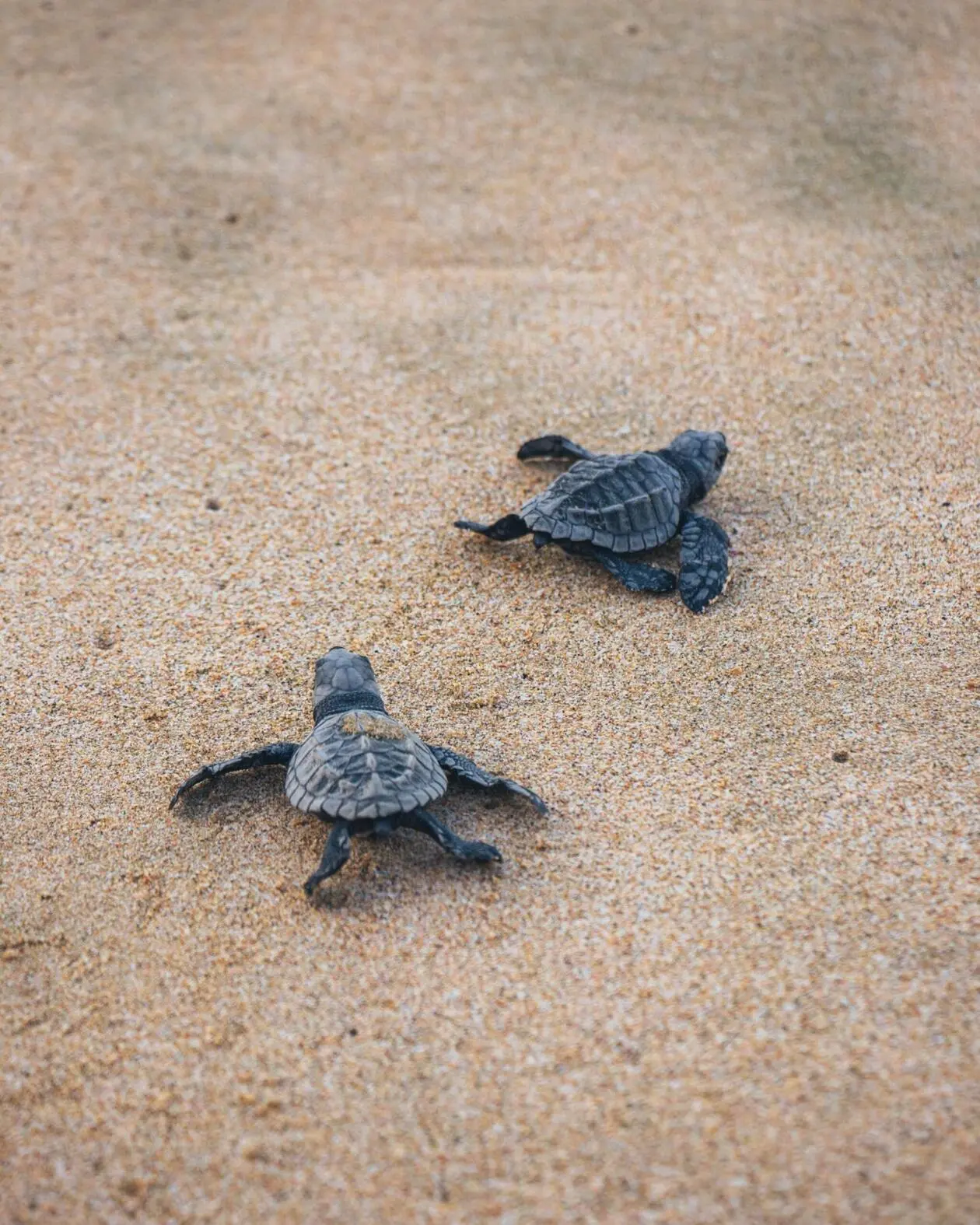 Picture of the turtles on the beach