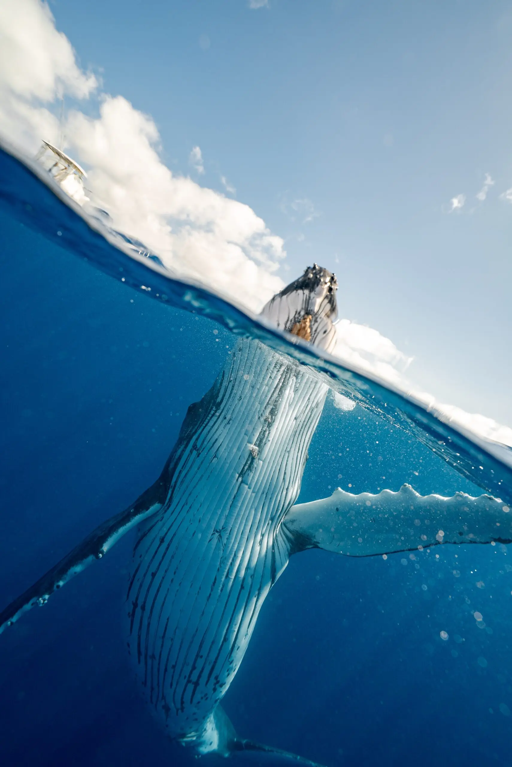 Imagen de una ballena tomada desde un ángulo bajo en la mitad del interior del mar.