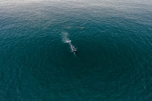 foto de una ballena en el mar con un dron